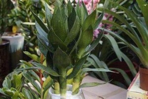 探究竹子中的佳果——莲花竹（探究竹子中的佳果——莲花竹）