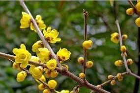 腊梅花开花时间详解（揭秘腊梅开花的奥秘，一年四季腊梅都开花吗？）