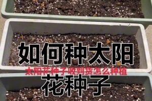 如何选择适合太阳花生长的播种时间？（太阳花的生长特点与环境要求，如何确定最佳播种时间？）
