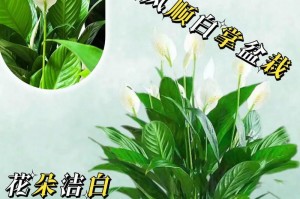 水培红掌的养护指南（轻松打造健康繁茂的水培红掌）