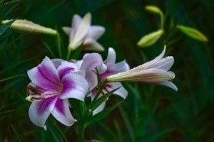 龙须树汁液的危害及防范措施（毒性大，谨慎对待）
