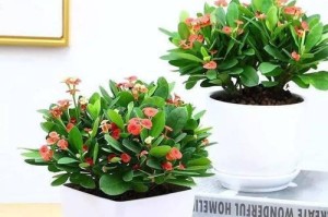 虎刺梅冻死了怎么抢救？（救活虎刺梅的有效方法与技巧）