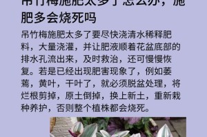 吊竹梅的浇水频率（如何掌握吊竹梅浇水的技巧）