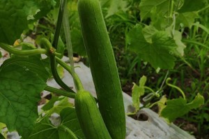 丝瓜的开花和结果时间详解（掌握丝瓜的生长规律，丰收更容易）