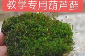 葫芦藓——被子植物中的奇特存在（奇妙的生命体验，青苔的新生之路）