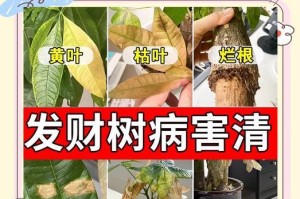 夏天发财树落叶的处理方法（充分利用夏天发财树落叶，实现资源循环利用）