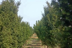 红豆杉树的种植技巧与养护方法（了解红豆杉树的特点，掌握正确的种植和养护方式）