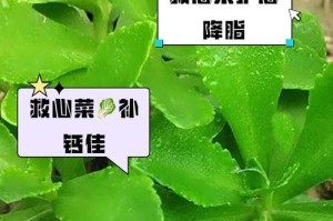 救心菜生长的地理环境及适宜条件（了解救心菜，种植好救心菜，为您的健康保驾护航）