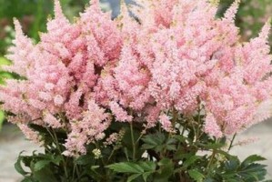 变叶木，木本还是草本？（探究变叶木的植物属性）