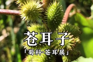 苍耳生长环境与生长地方条件（探究苍耳的生态特点及适应能力）