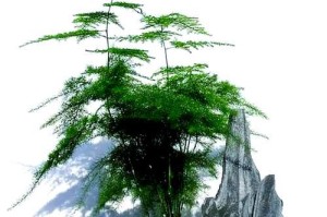 云竹叶子干了怎么办？（教你如何处理干枯的云竹叶子，保持植物健康生长）