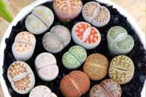 探寻生石花的奇妙世界（探索生石花的起源、特点及栽培技巧）