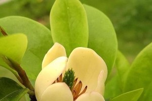 含笑一年开几次花？花期多长时间？（解密含笑的开花规律及养护技巧）