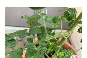 番茄叶子发黄的原因及处理方法（如何保护好您的番茄植株？）