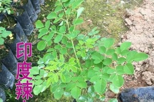 辣木，营养丰富的多功能植物（解密辣木的来源、特点和应用）