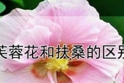 扶桑花的浇水方法（掌握正确的浇水时间，让扶桑花长得更加美丽）