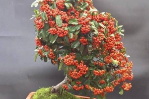 火棘老桩的养殖与养护（以科学方法打造丰富多彩的水生植物群落）