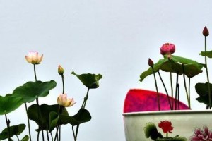 荷花之家（让你的家中成为荷花的乐园，提升生活品质）