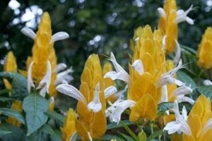 金苞花叶子卷曲的原因与处理方法（从环境因素到病虫害，一一解析金苞花叶子卷曲问题）