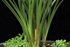 兰花的盆栽时间与注意事项（从买到养，兰花怎样才能健康生长）