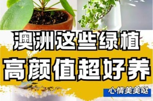 常春藤的水培方法与技巧（轻松掌握常春藤水培，让你的家变成绿意盎然的绿洲）