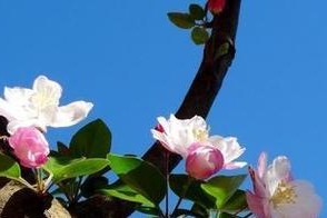 探究海棠的身份（探寻海棠的分类和特征，解决你的疑惑）