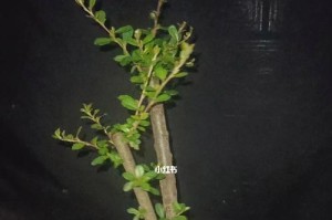 火棘盆栽（打造室内绿色空间，盆栽火棘为您提供完美选择）