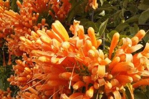 炮仗花为什么冬天会掉叶子？（原因分析与防治方法）