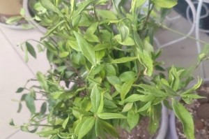 如何解决桅子花叶梢发黄问题（从栽培环境调整到病虫害防治，全面解决桅子花叶梢发黄问题）