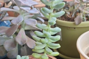 如何养护多肉紫牡丹，让其健康茁壮（打造一个美丽多肉花园的首选之一）