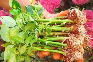 种植和养护美丽的啬薇花（打造花园中的绚丽景观）