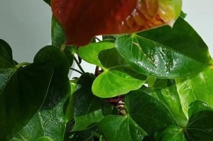 红掌花为何老干枯？（寻找红掌花老干枯的原因和解决方法）