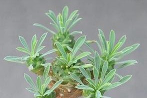 世界块茎植物大全（探索各类块茎植物的神奇之处）