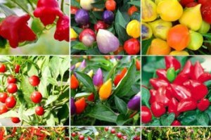 彩椒种植攻略（时间、方法、注意事项全掌握）
