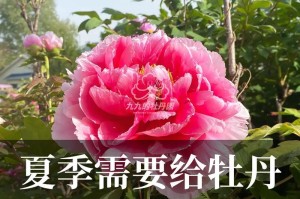 牡丹花的养殖技巧与经验分享（以开过的牡丹花怎么养？）