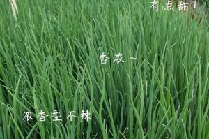 种植香葱的完整指南（香葱种子如何种植？种植香葱的技巧与注意事项）
