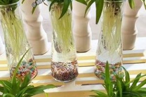 以水培方式养殖吊兰的秘籍（水培养殖吊兰的步骤和注意事项）