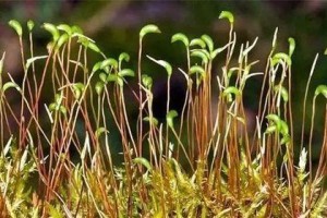 葫芦藓——被子植物之一（探究葫芦藓的分类与特征）
