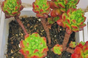 11月多肉植物养护指南（秋季多肉植物护理须知及注意事项）