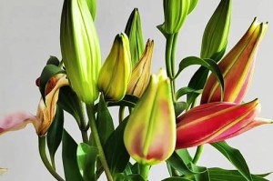 百合花养护指南（让你的百合花健康而绽放）