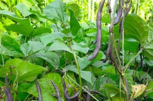 无架豆的最佳播种时间（如何确定无架豆的适宜播种时间？）