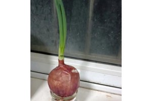 洋葱水养法详解（从种植到收获，轻松DIY美味洋葱）