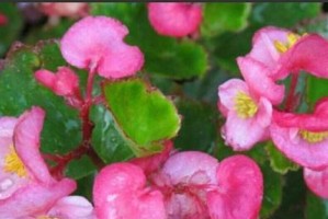 玻璃海棠的种植与养护（了解玻璃海棠的养殖方法和注意事项，做好花卉养护）