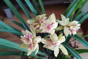 建兰养护与开花全攻略（建兰养护技巧、开花时间、施肥方法详解）