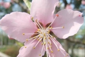 探秘桃花的形状之美（从“扇形”到“碟状”，桃花藏着哪些姿态？）