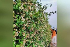冬季移栽风车茉莉，步步为营（从选择时机到注意事项，全面指南）