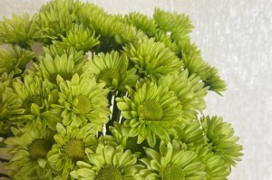 绿菊花的花语与寓意（探究绿菊花背后的含义）