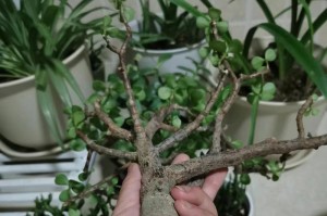 以花干掉叶子的处理方法（让花朵发挥作用，消灭叶子害虫）