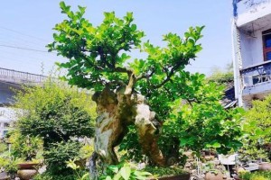 移盆后一定要浇水，否则花木难以生存（移盆后如何合理浇水，避免过水或不足）