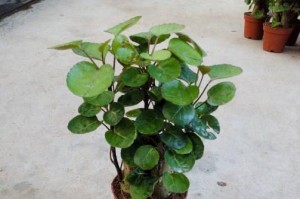 羽叶福禄桐的养殖方法与注意事项（打造美丽庭院，从种植羽叶福禄桐开始）